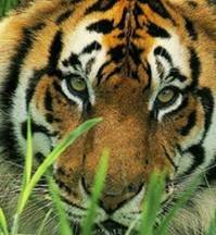 pic for tiger face